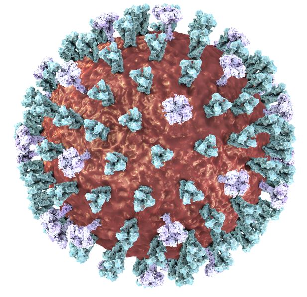 Measles-Virus