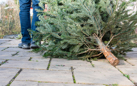 Person dragging discarded Christmas tree on a paved surface. Tree trunk is visible.