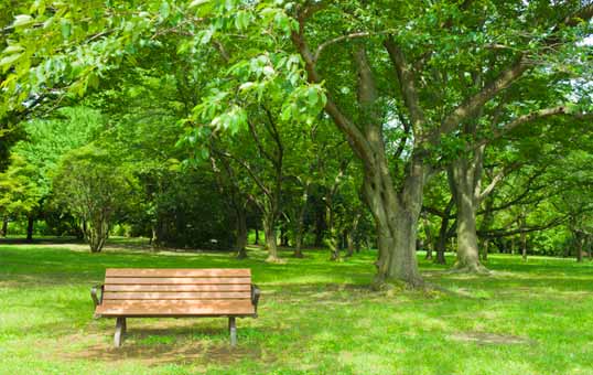 Empty park bench under lush green trees in a grassy area, inviting relaxation and contemplation.