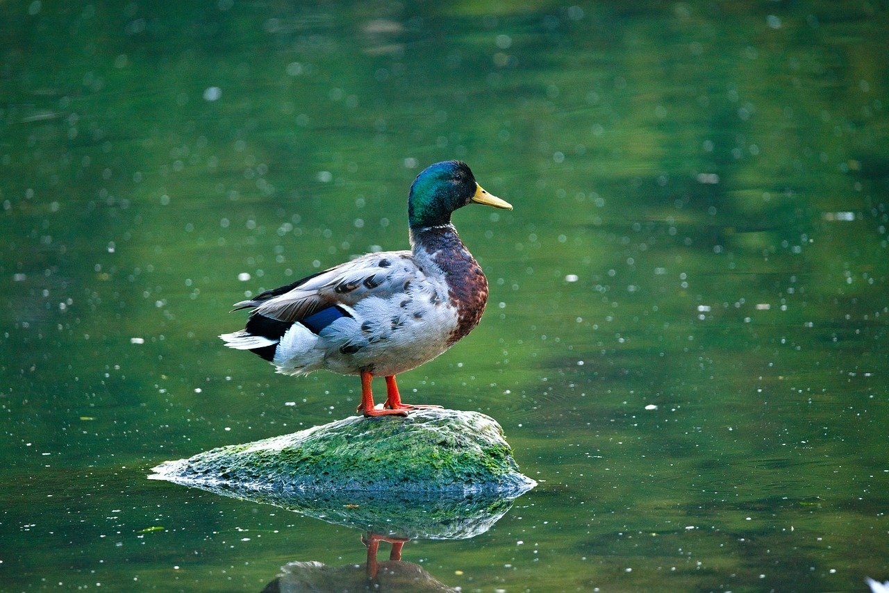Mallard duck stands on a mossy rock in a pond, facing right, with green water and dappled light.