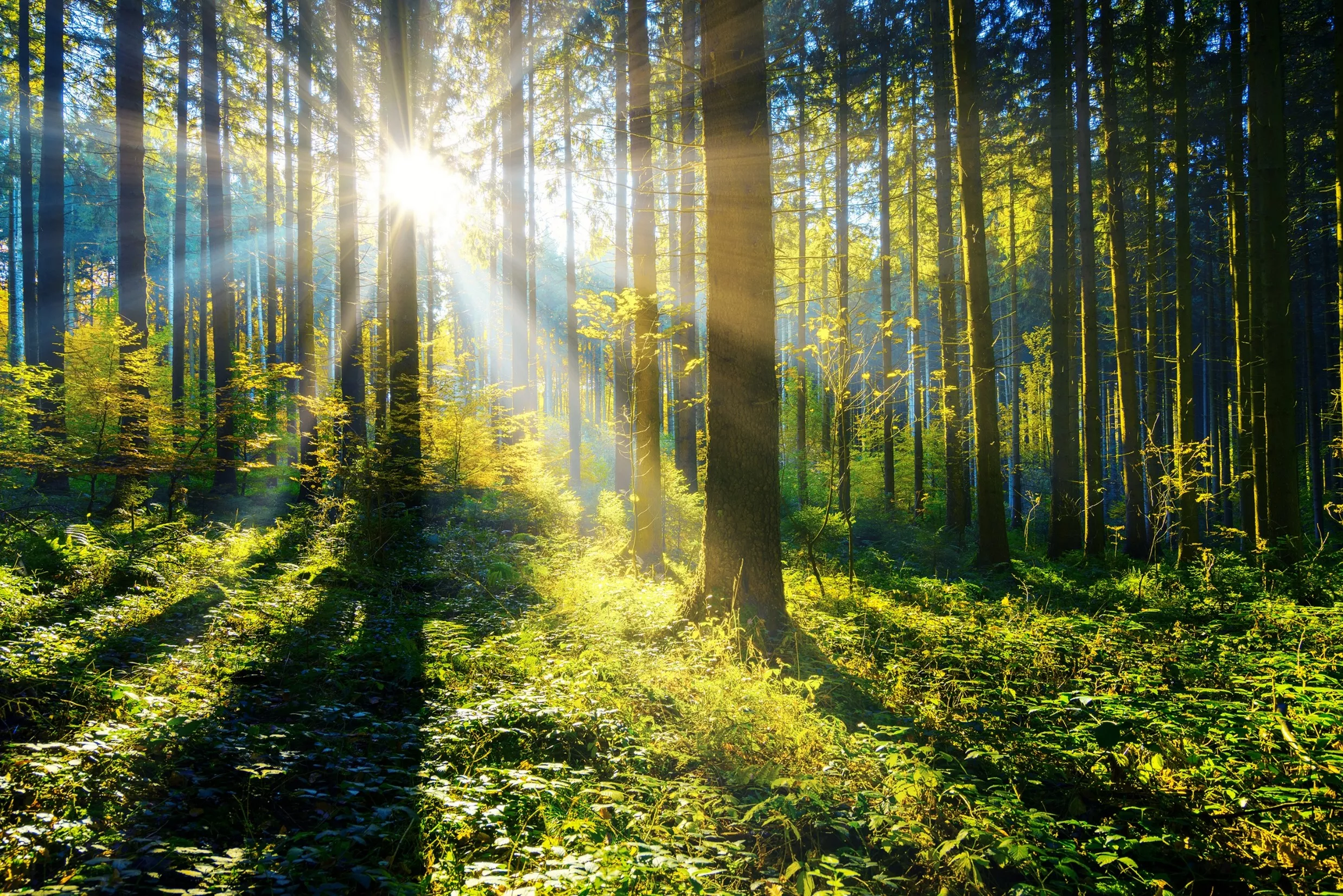 Sunlight streams through tall trees in a lush forest, casting long shadows on the green undergrowth.