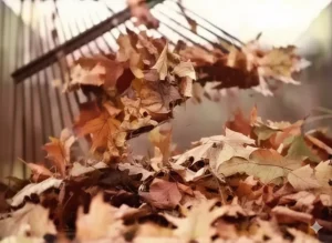 Fall Leaf Collection Begins October 5